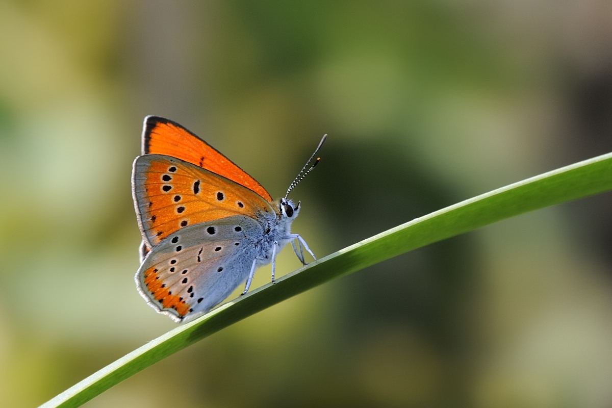 Licenide arancione